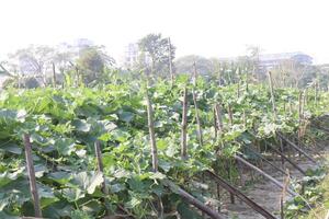A field of green plants photo