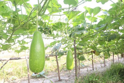 A cucumber hanging from a tree in a garden photo