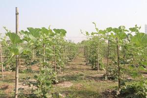 A field of green plants photo