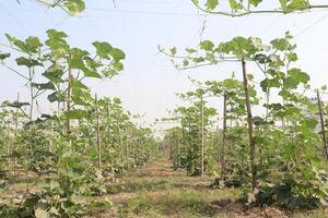 A field of green plants photo