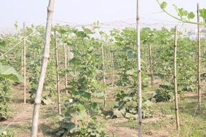 A field of green plants photo