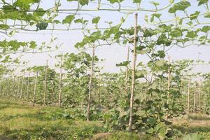 A field of green plants photo