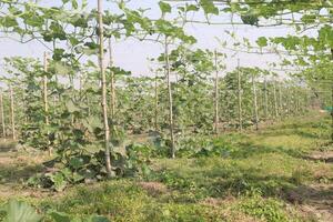 A field of green plants photo