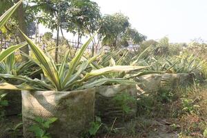 A row of plants in a field photo