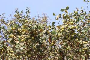 A bird is perched on a tree branch with green leaves photo