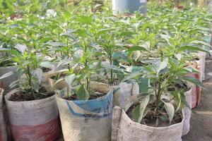 A group of plants in bags photo