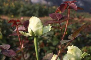 A white rose with red leaves in a field photo