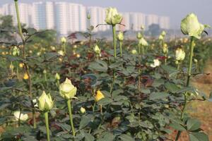 A field of white and green roses with tall buildings in the background photo
