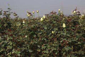 A field of white and pink roses photo
