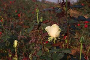 A white rose in a field of red roses photo