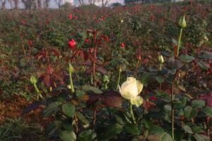 A field of red and white roses photo