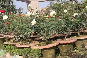A group of pots with flowers in them photo