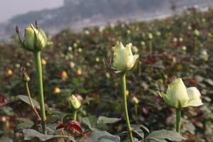 A field of white roses with green stems photo