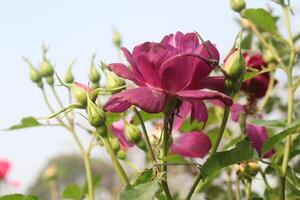A close up of a purple rose with green leaves photo
