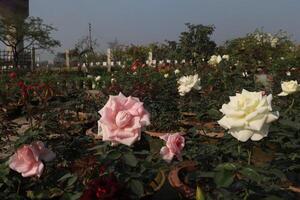 A garden full of roses in front of a building photo