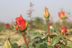 A bunch of red roses in a field photo