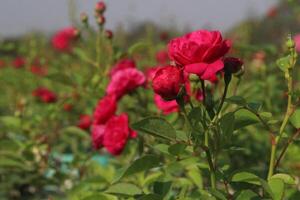 A field of red roses with green leaves photo