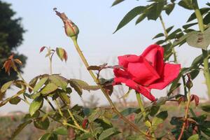 A red rose bud photo