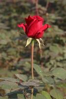 A single red rose is blooming in the middle of a field photo