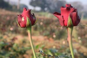 Two red roses are growing in a field photo