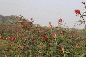 A field of red roses with a power line in the background photo