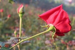 A red rose bud is growing in the middle of a field photo