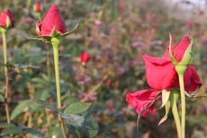 A group of red roses in a field photo