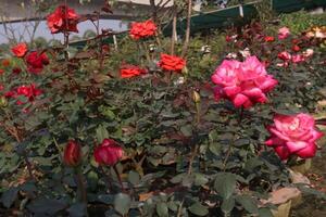 A flower garden with many different types of flowers photo