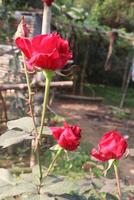 A red rose in a garden photo
