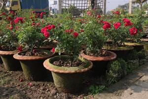 A row of pots with red roses in them photo