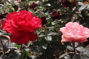 Two red roses are in bloom photo