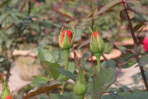 A close up of a rose bud photo