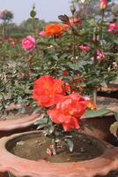 A flower garden with many different types of flowers photo