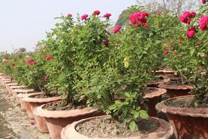 A row of pots with pink flowers photo