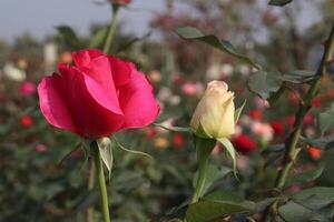 A rose in bloom in a field photo