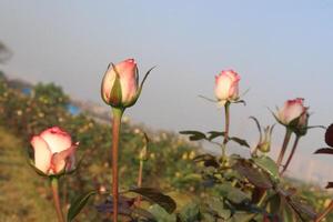 A group of pink roses in a field photo