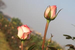 Two pink roses are growing in a field photo
