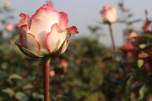 A rose bud is growing in a field photo