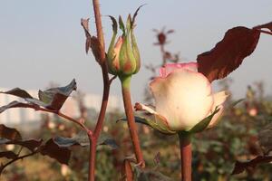 A rose bud is growing on a stem photo