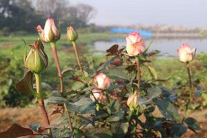 A group of pink roses in bloom near a lake photo