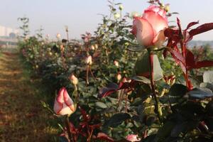 A field of roses with a city in the background photo