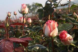 A field of pink and white roses with leaves photo