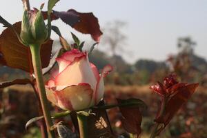 A rose bud is growing in a field photo