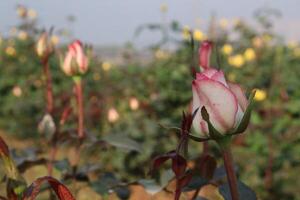 A rose in bloom with many other flowers photo