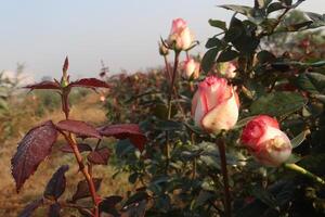 A bush of roses with pink and white flowers photo