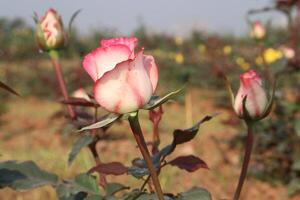 A bunch of pink and white roses in a field photo