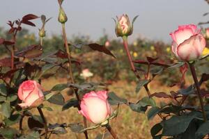 A field of pink and white roses in a field photo