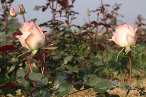 Two pink roses are growing in a field photo