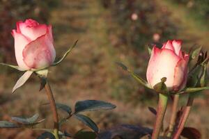 Two pink roses are growing in a field photo