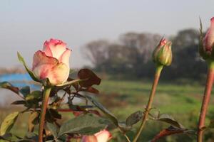 A rose in bloom with a field in the background photo